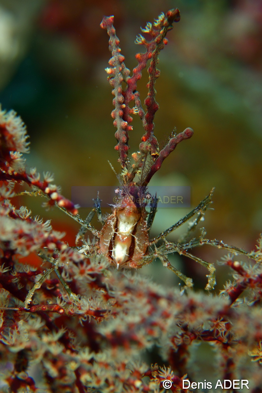Naxioides sp-Tomia Mari Mabuk-23m-20180525-Denis-ADER-DSC_0465_tn.jpg